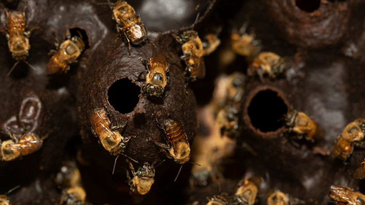 Stingless Honey