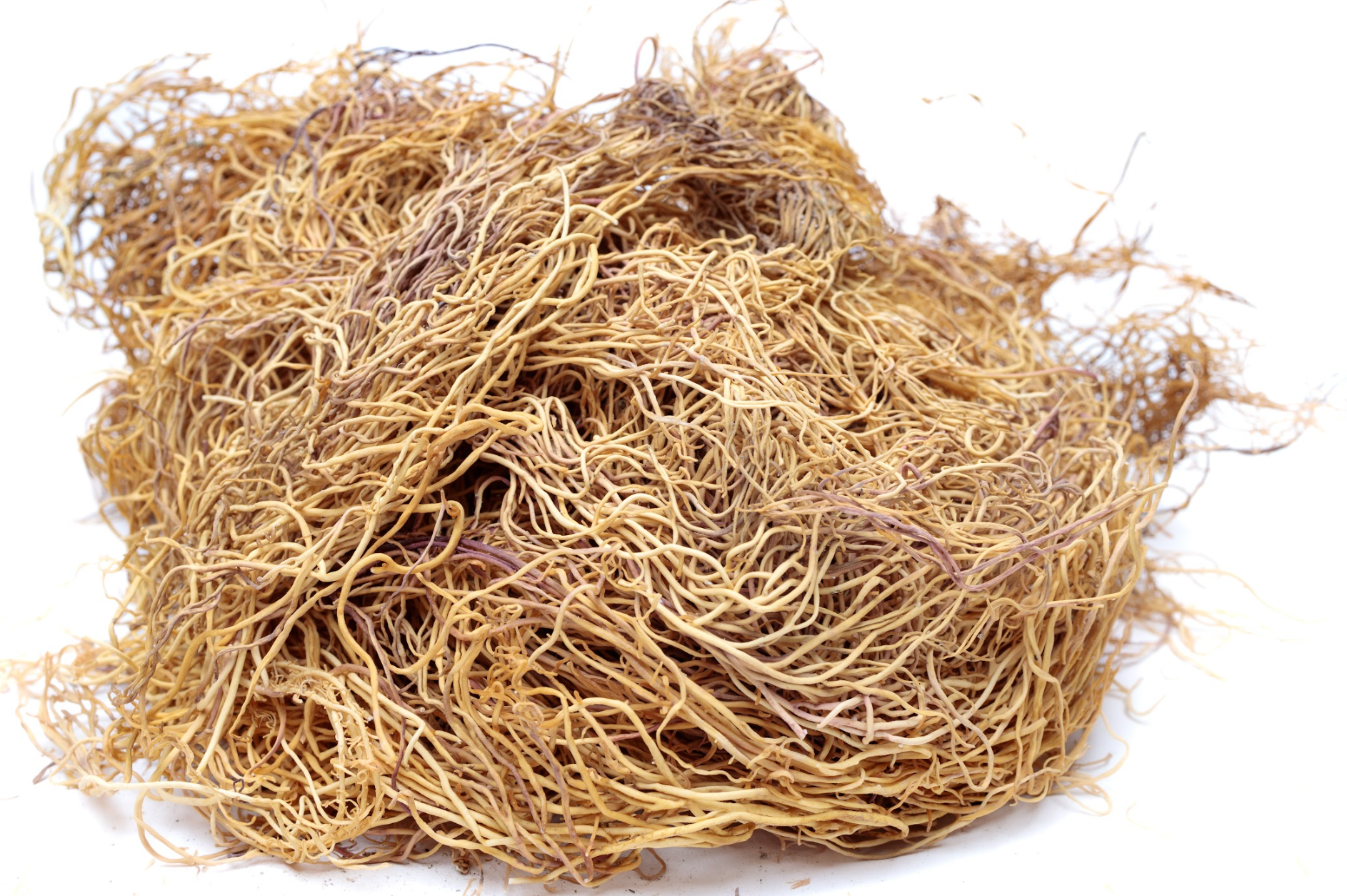 Dry Gracilaria