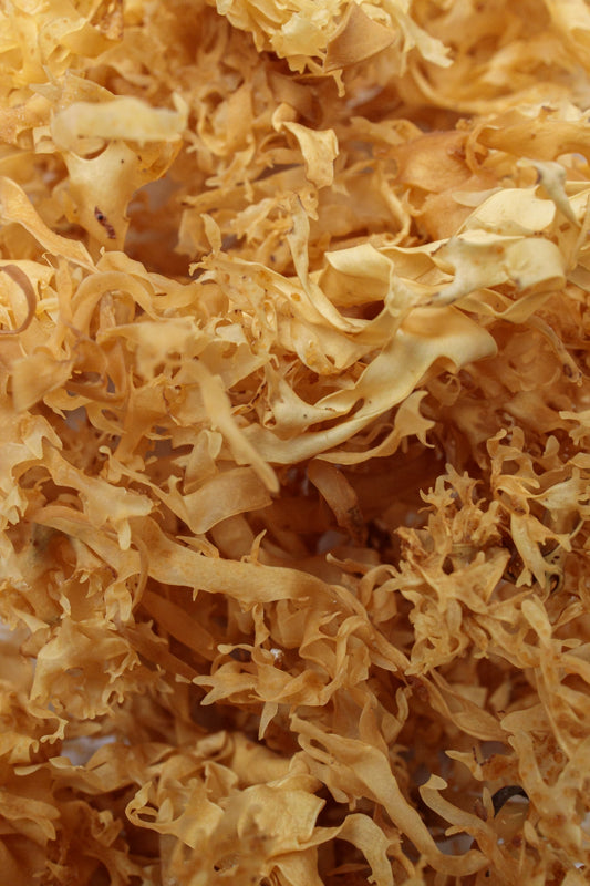 Dry Golden Sea Moss