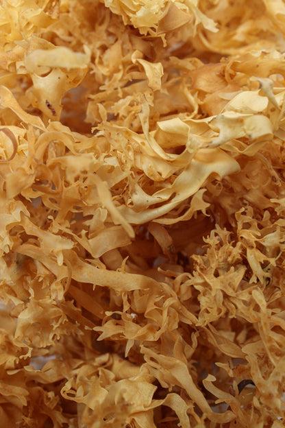 Dry Golden Sea Moss