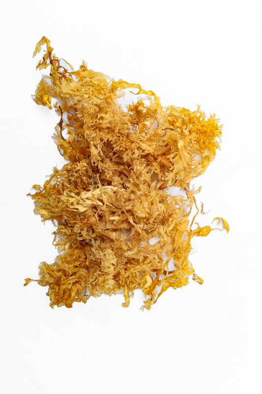 Dry Golden Sea Moss