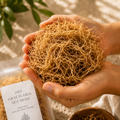 Dry Gracilaria