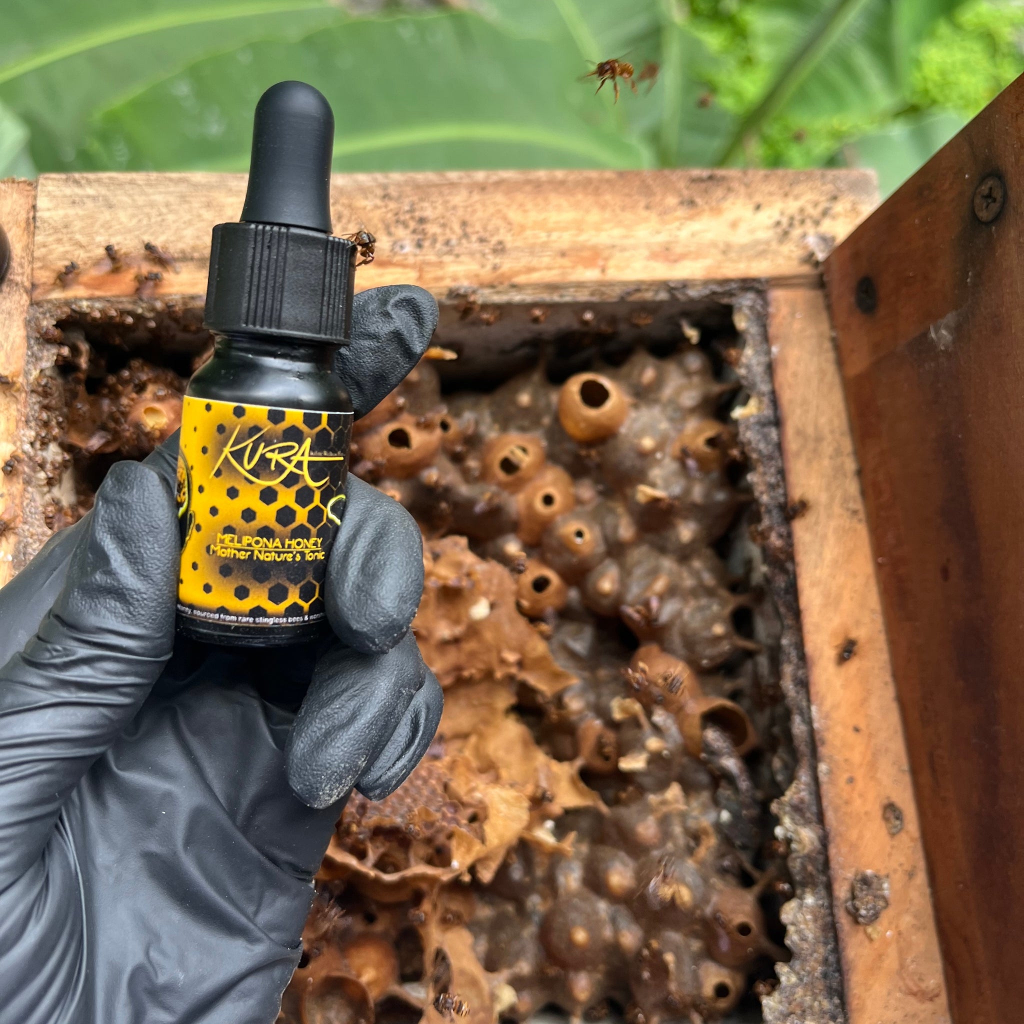 Stingless Bee Honey