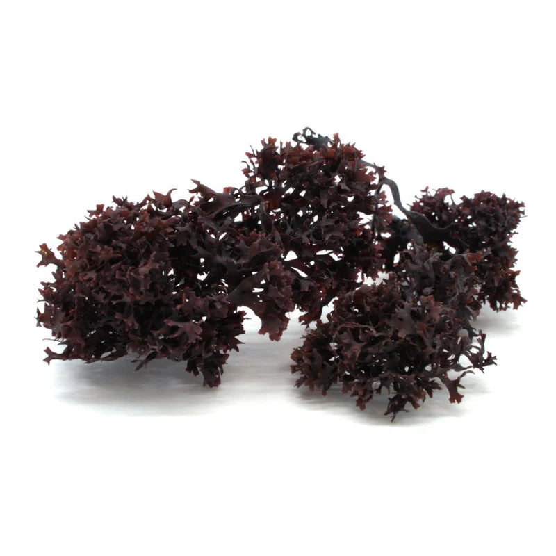 Dry Purple Sea Moss